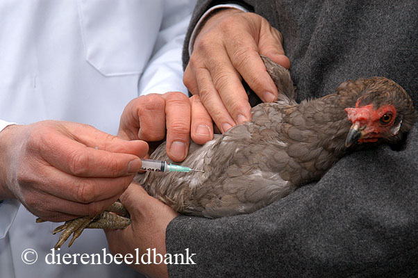Kip wordt ingeent tegen vogelgriep