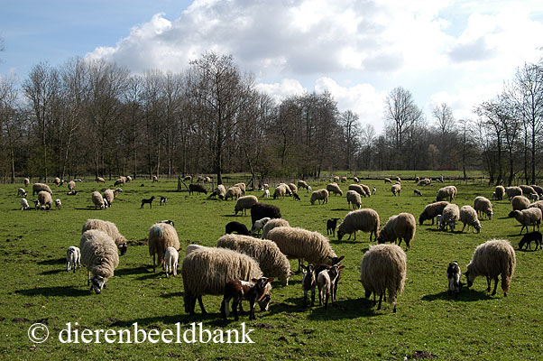 schapen in Drenthe