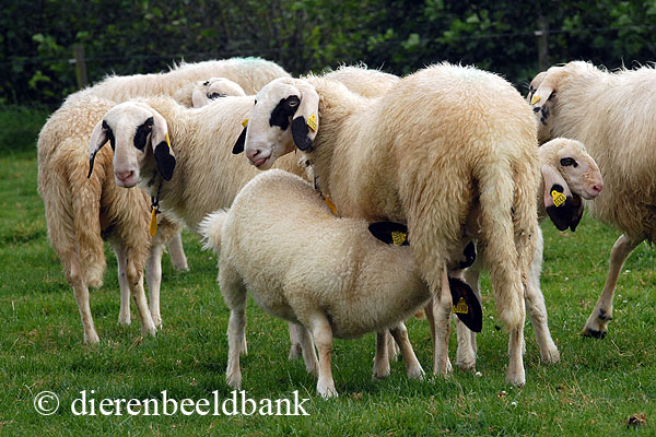 Nieuw schapenpestvirus ontdekt
