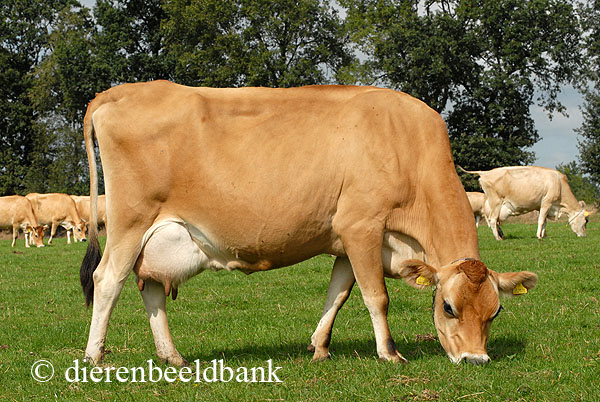 geroosterd brood verkiezen Buiten adem Jersey koe geschikt voor beginnende, zelfkazende hobbyboer | Levende Have