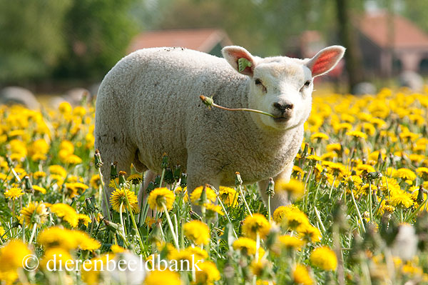 Hoe werkt elektronische I&R van schapen en geiten?