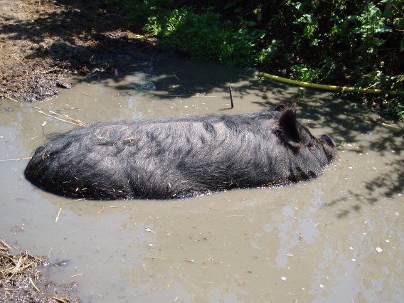 varkens kunnen goed zwemmen