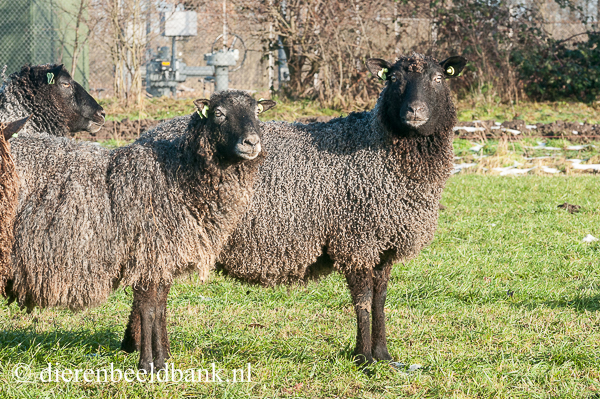Gotland Pels schapen