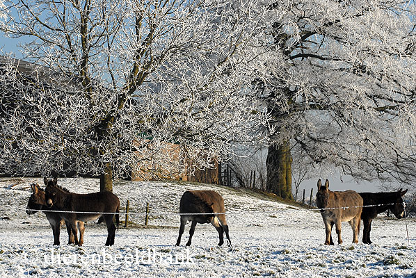 Ezels in een winters landschap