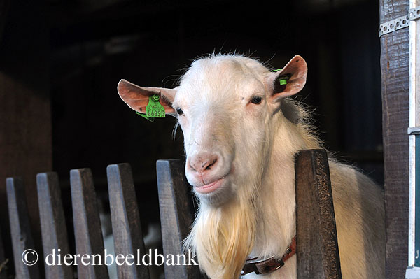 Identificatie en registratie van schapen en geiten