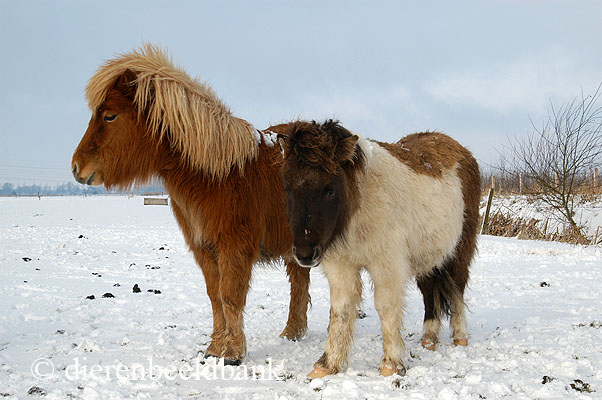 Shetlanders in de sneeuw