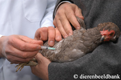 Inenten tegen vogelgriep