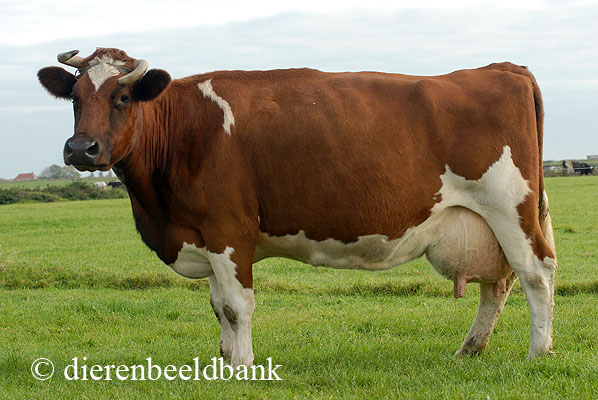 Fries roodbonte koe