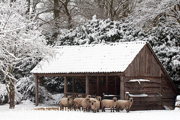 huisvesting schapen