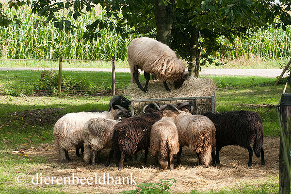 Voeding van schapen