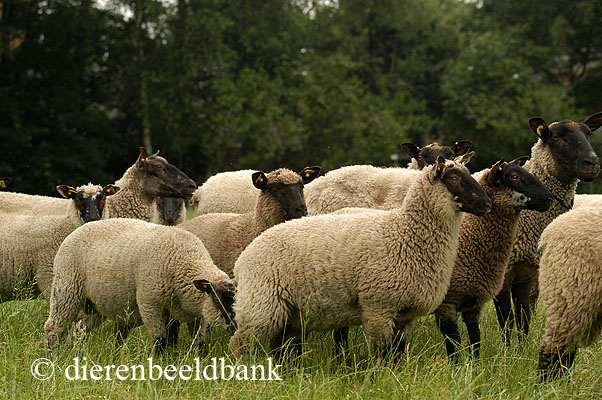 Cambridge schapen