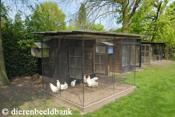 Huisvesting van kippen