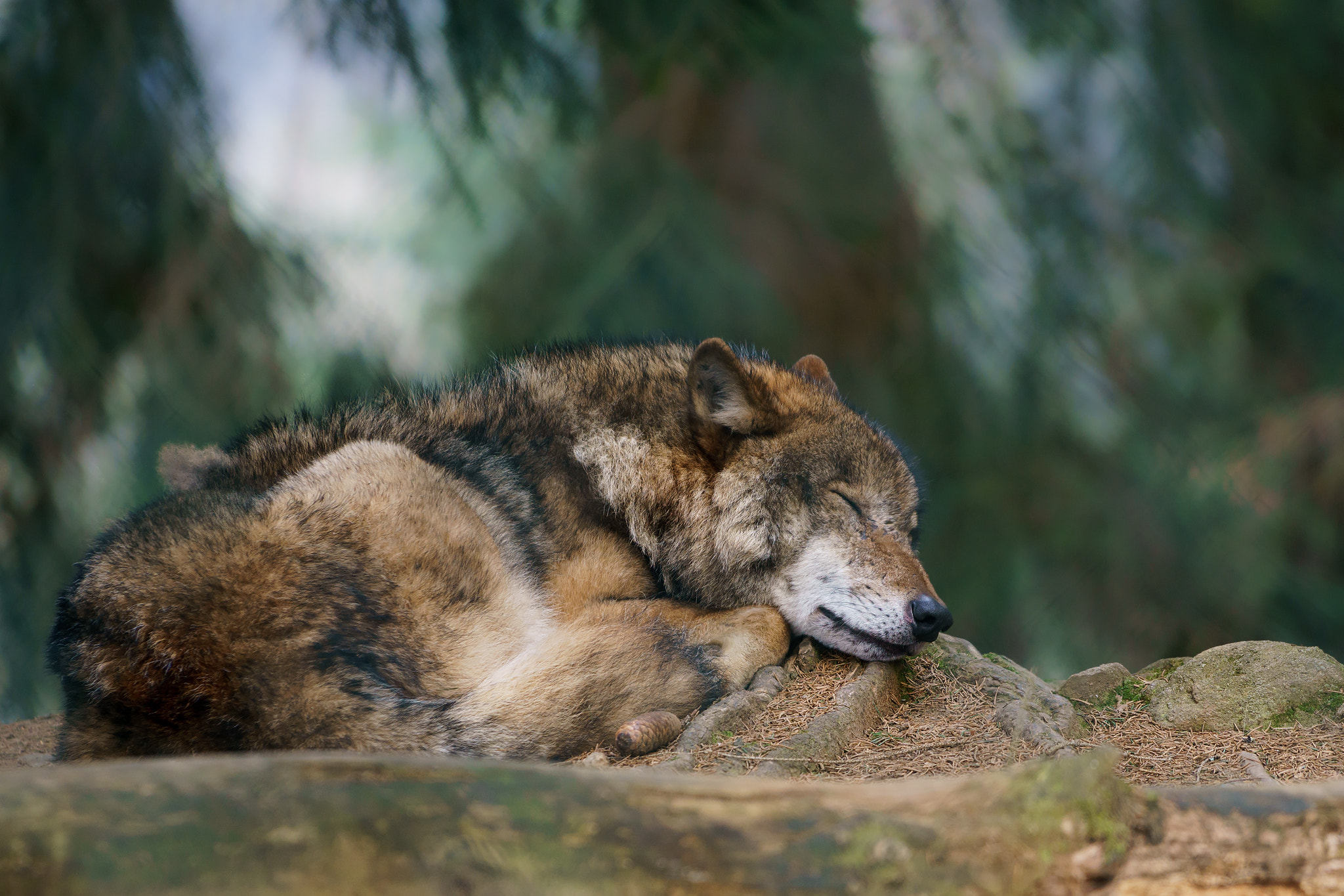 slapende wolf wikimedia commons