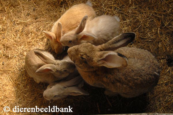 Asser Vlak Omgeving Welkoop stopt met verkoop konijnen en knaagdieren | Levende Have