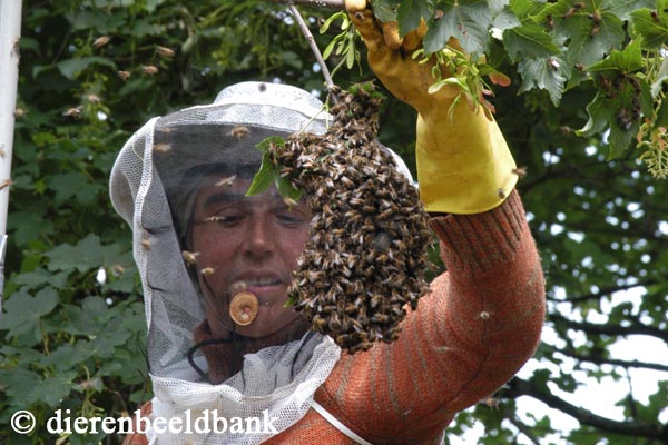 imker met bijenvolk
