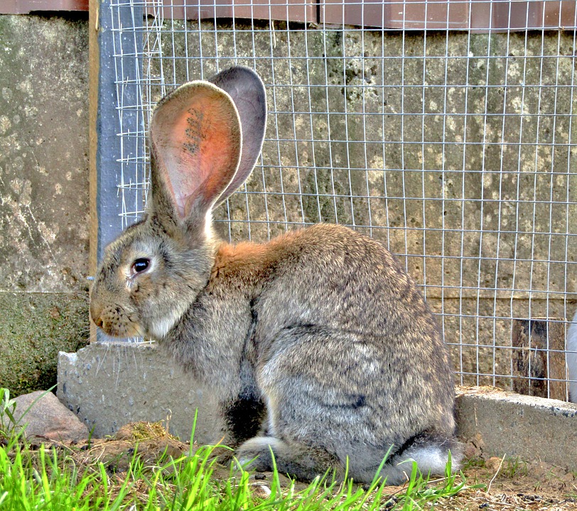 Uitvoerbaar Sport melodie Fokster Duitse reuzen biedt konijnen aan voor €250 | Levende Have