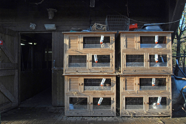 werknemer Alarmerend censuur Hanen opgesloten in een flat in strijd met besluit houders van dieren |  Levende Have