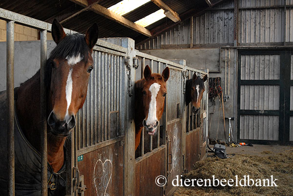 blik Toevallig Scorch 12,3 m2 minimumeis voor leefruimte van een paard in de stal | Levende Have