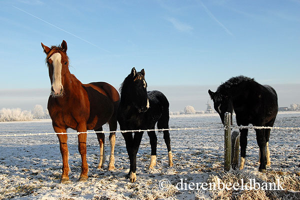 paarden in de sneeuw