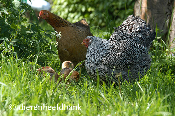 Methode verlies uzelf kanker Zes favoriete kippenrassen voor in de achtertuin | Levende Have