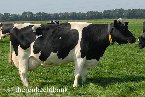 Fries Hollandse koe
