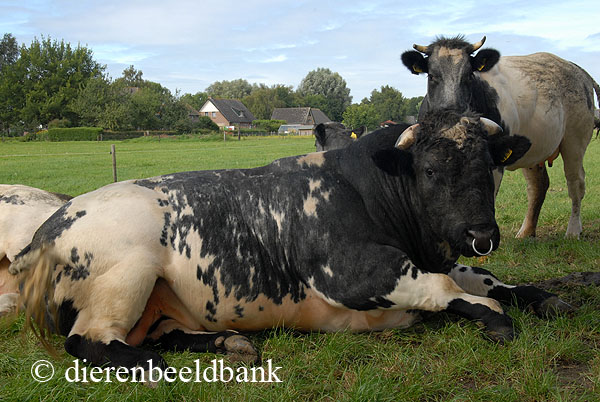 Belgisch witblauwe runderen fokverbod