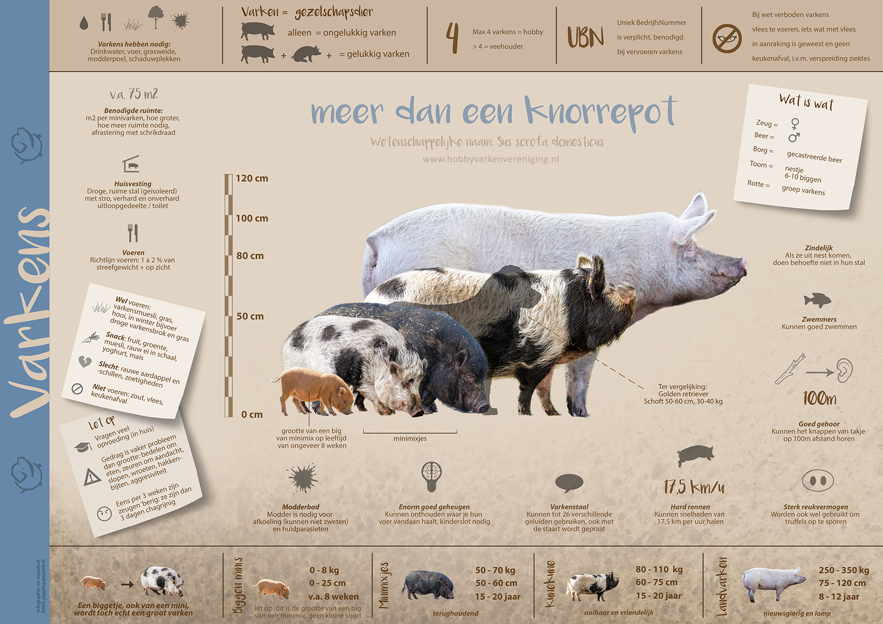 Infographic varkens