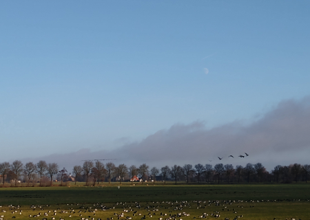 Brandganzen vogelgriep Friesland
