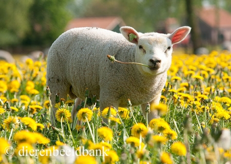 Hoe werkt elektronische I&R van schapen en geiten?