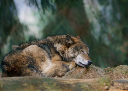 slapende wolf wikimedia commons
