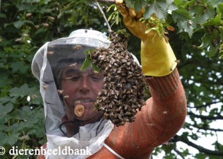 imker met bijenvolk