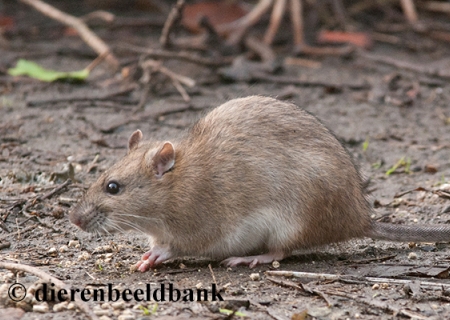 Bruine rat Seoulvirus