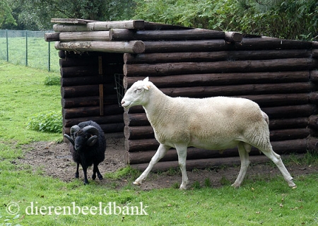 Schuilstal voor twee schapen