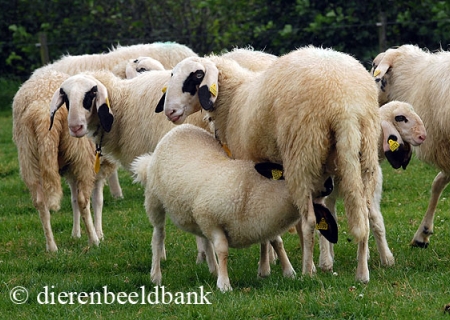 Nieuw schapenpestvirus ontdekt